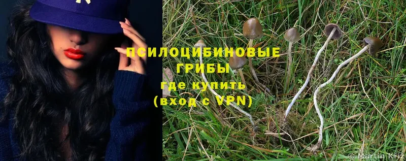 ссылка на мегу рабочий сайт  Сосенский  Галлюциногенные грибы Psilocybine cubensis  где купить наркоту 